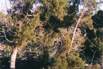 Essaouira : Bois Thuya